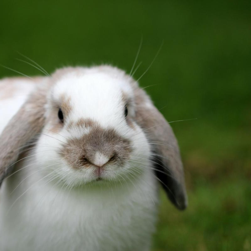 A stunning image of a serene and elegant rabbit in its natural habitat.